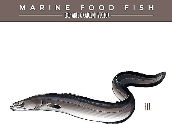 EPS 해외이미지 야생동물 음식 바다 일러스트 자연 낚시 어류 그래픽 라벨 신선 은색 먹기 장어 해산물 오브젝트 그림 태평양 패키지 통조림 대서양 내추럴 여드름 고립 동물상 소금물 엘리먼트 해외202004 해외일러스트 동물 컬러 모션 레저 프레임 조형물 수중동물 생태계 파일형식 벡터 이미지허브