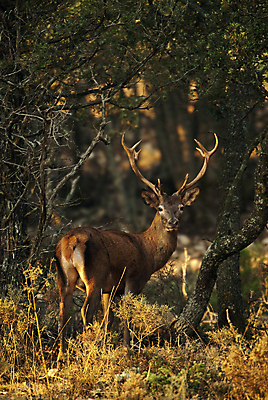 포토 JPG 해외이미지 나무 식물 동물 남자 실루엣 유럽 야생동물 잎 포유류 자연 사슴 뿔 풍경 사람없음 빨간색 컬러풀 달러 가을 시골 그룹 스페인 군중 저녁 숲 바퀴자국 사파리 사냥 사냥꾼 짝짓기 10월 내추럴 산악지대 동물상 웅장함 찰과상 초식 반추동물 해외202004 해외포토 직업 계절 나라 컬러 돈 자국 산 촬영기법 사람 조형물 날짜 상처 야간 생태계 파일형식 이미지허브