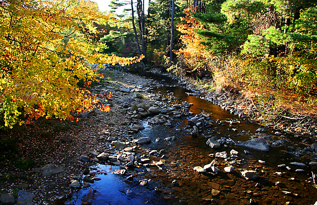 포토 JPG 해외이미지 나무 계절 여행 잎 자연 풍경 사람없음 야외 물 강 폭포 흐름 가을 개울 숲 암초 해외202004 해외포토 자연요소 식물 컨셉 생태계 파일형식 이미지허브