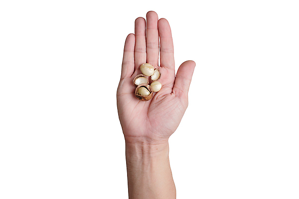 포토 JPG 해외이미지 손 음식 백그라운드 과일 자연 건강 씨앗 사람없음 갈색 견과류 껍질 흰색 신선 그룹 닫기 오브젝트 유기농 알맹이 날것 내추럴 고립 단백질 핵심 해외202004 해외포토 식물 웰빙 컬러 모션 신체부위 생태계 영양소 파일형식 이미지허브