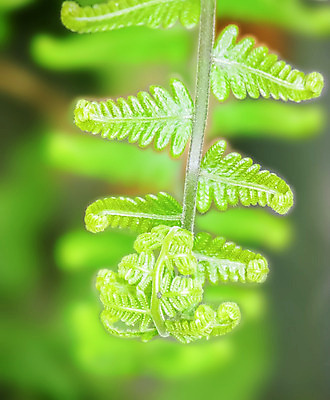 포토 JPG 해외이미지 식물 백그라운드 잎 휴식 건강 손바닥 동양인 사람없음 야외 장식 초록색 여름 빛 농장 평화 정원 침묵 봄 성장 광선 흰색 신선 숲 테라피 내추럴 고립 파라다이스 해외202004 해외포토 손 계절 컬러 컨셉 농업 인종 뷰티 소리 파일형식 이미지허브