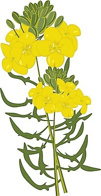 EPS 해외이미지 식물 꽃 산업 음식 일러스트 유리 건강 노란색 벚꽃 액체 가루 머스터드 허브 유기농 내추럴 돌봄 해외202004 해외일러스트 웰빙 컬러 모션 재질 소스_음식 파일형식 벡터 이미지허브