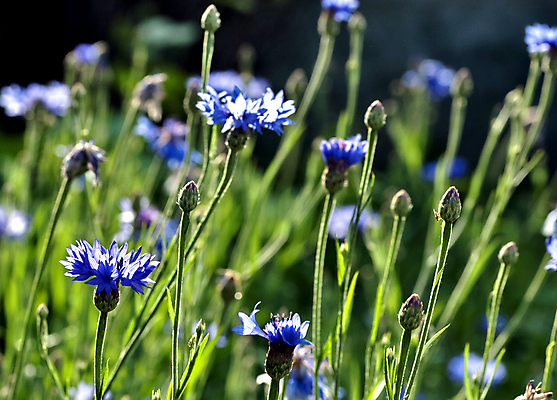 포토 JPG 해외이미지 식물 디자인 계절 꽃잎 꽃 백그라운드 잎 꽃무늬 자연 건강 사람없음 초록색 파란색 머리 정원 벚꽃 신선 남색 다발 허브 청록색 내추럴 수레국화 해외202004 해외포토 컬러 무늬 신체부위 생태계 파일형식 이미지허브