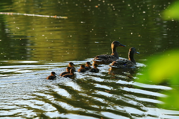포토 JPG 해외이미지 동물 공원 여자 행복 호수 야생동물 가족 자연 엄마 오리 함께함 병아리 안전 사람없음 야외 물 파란색 반사 노란색 봄 아기 신생아 원형 그룹 솜털 청둥오리 해외202004 해외포토 자연요소 도형 계절 공공시설 감정 컬러 컨셉 관계 조류 사람 생태계 파일형식 이미지허브