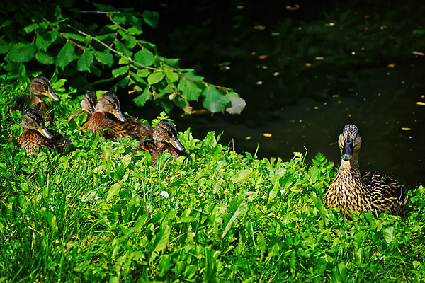 포토 JPG 해외이미지 동물 여자 호수 야생동물 가족 자연 조류 엄마 오리 함께함 풍경 사람없음 물 강 갈색 작음 솜털 청둥오리 돌봄 해외202004 해외포토 자연요소 컬러 컨셉 관계 모션 사람 크기 생태계 파일형식 이미지허브