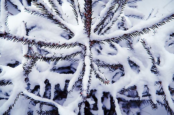 포토 JPG 해외이미지 모양 나무 식물 디자인 계절 행복 별 조각 백그라운드 크리스마스 겨울 패턴 창문 자연 하늘 날씨 휴가 새로움 기념 프레임 사람없음 장식 초록색 빛 냉동 얼음 추위 수확 흰색 나뭇가지 축하 소나무 신용카드 은색 12월 연도 복고 서리 상록수 전나무 내추럴 폭설 해외202004 해외포토 자연요소 기념일 감정 컬러 컨셉 무늬 농업 눈_날씨 금융 날짜 자연재해 생태계 파일형식 이미지허브