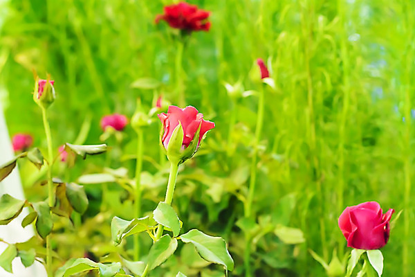 포토 JPG 해외이미지 식물 꽃잎 꽃 분홍색 꽃다발 백그라운드 꽃무늬 패턴 자연 발렌타인데이 사랑 사람없음 장식 빨간색 초록색 여름 장미 정원 벚꽃 흰색 배열 해외202004 해외포토 계절 감정 컬러 무늬 데이이벤트 생태계 파일형식 이미지허브