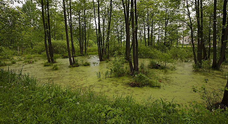 포토 JPG 해외이미지 나무 식물 호수 야생동물 여행 잎 자연 이끼 풍경 사람없음 야외 초록색 물 여름 환경 젖음 성장 죽음 연못 시간 가장자리 습지 숲 러시아 지역 내추럴 변소 끈적임 해외202004 해외포토 자연요소 동물 계절 유럽 컬러 둘레 생태계 파일형식 이미지허브
