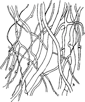 EPS 해외이미지 식물 패턴 일러스트 자연 미술 사람없음 검은색 골동품 성장 흰색 나뭇가지 고리 역사 그림 생물학 판화 내추럴 옛날 필라멘트 해외202004 해외일러스트 나무 교육 컬러 무늬 문화예술 생태계 파일형식 벡터 이미지허브