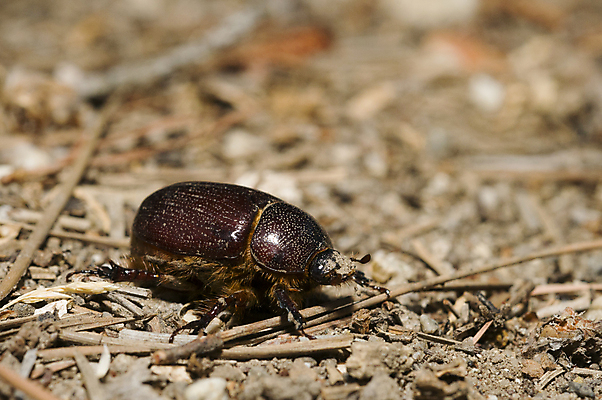 포토 JPG 해외이미지 남자 곤충 자연 안테나 사람없음 야외 빨간색 갈색 검은색 거친 가시 해충 벌레 흉부 지루함 딱정벌레 뿌리 캘리포니아 원뿔 고립 해외202004 해외포토 도형 동물 감정 컬러 통신 사람 미국 호흡기관 생태계 파일형식 이미지허브