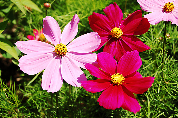 포토 JPG 해외이미지 식물 꽃잎 꽃 분홍색 꽃무늬 자연 사람없음 정원 봄 들꽃 벚꽃 개화 해외202004 해외포토 계절 컬러 무늬 생태계 파일형식 이미지허브