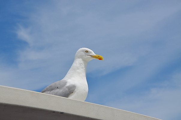 포토 JPG 해외이미지 야생동물 바다 자연 갈매기 조류 사람없음 물 해외202004 해외포토 자연요소 동물 생태계 파일형식 이미지허브