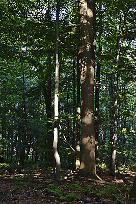 포토 JPG 해외이미지 나무 식물 계절 여행 백그라운드 잎 자국 자연 풍경 사람없음 야외 목재 초록색 여름 태양 환경 맑음 화목 봄 산책 나뭇가지 황무지 숲 오솔길 명상 발견 내추럴 방법 선로 해외202004 해외포토 자연요소 길 컬러 컨셉 재료 날씨 휴식 생태계 파일형식 이미지허브