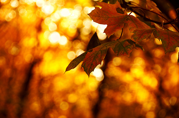 포토 JPG 해외이미지 나무 디자인 계절 꽃 리플렛 백그라운드 잎 꽃무늬 오렌지 일러스트 불 추상 휴가 휴식 친절 미술 사람없음 장식 빨간색 초록색 빛 컬러풀 노란색 가을 흰색 블러 해외202004 해외포토 자연요소 식물 컬러 컨셉 무늬 과일 문화예술 파일형식 이미지허브