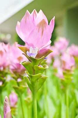 포토 JPG 해외이미지 식물 꽃잎 꽃 아시아 분홍색 꽃다발 잎 꽃무늬 농업 태국 동양인 사람없음 장식 봄 벚꽃 내추럴 해외202004 해외포토 계절 나라 산업 컬러 무늬 인종 파일형식 이미지허브