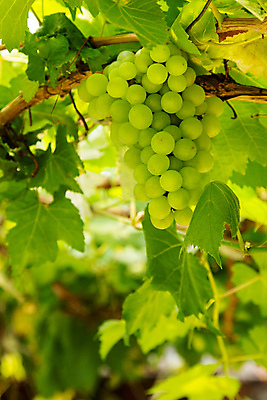 포토 JPG 해외이미지 식물 음식 백그라운드 잎 밭 농업 과일 자연 포도 건강 사람없음 초록색 농장 와인 나뭇가지 신선 포도밭 포도나무 내추럴 해외202004 해외포토 나무 산업 컬러 주류 과일나무 생태계 파일형식 이미지허브