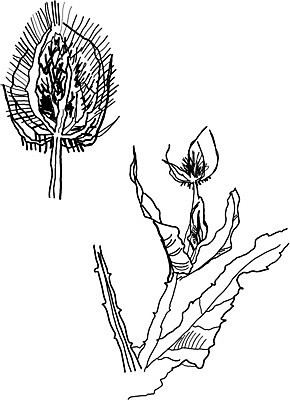 EPS 해외이미지 식물 계절 꽃 실루엣 야생동물 꽃무늬 일러스트 자연 흑백 그래픽 장식 정원 검은색 흰색 스케치 허브 그림 생물학 해외202004 해외일러스트 동물 교육 컬러 무늬 촬영기법 미술 생태계 파일형식 벡터 이미지허브