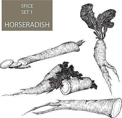 EPS 해외이미지 음식 채소 일러스트 재료 흑백 요리 그래픽 정원 조미료 허브 향신료 그림 뿌리 손그림 향료 판화 채소밭 채식주의자 해외202004 해외일러스트 식물 밭 촬영기법 미술 채식 향기 냄새 향미료 파일형식 벡터 이미지허브
