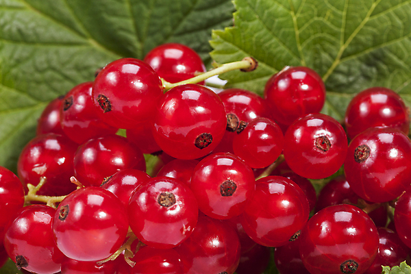 포토 JPG 해외이미지 식물 열매 음식 잎 과일 자연 건강 사람없음 빨간색 초록색 나뭇가지 신선 달콤 다발 유기농 날것 내추럴 건포도 숙성 해외202004 해외포토 나무 웰빙 컬러 포도 맛 생태계 건과일 파일형식 이미지허브