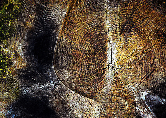 포토 JPG 해외이미지 나무 식물 선 백그라운드 패턴 부분 자연 표면 추상 이끼 사람없음 목재 초록색 갈색 검은색 반지 원형 숲 자르기 연도 묘사 질감 내추럴 수목 썩음 옛날 해외202004 해외포토 도형 컬러 무늬 재료 장신구 모션 생태계 파일형식 이미지허브