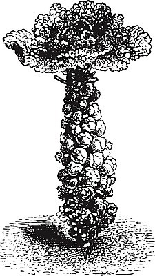 EPS 해외이미지 식물 잎 패턴 채소 일러스트 자연 미술 사람없음 농장 새싹 검은색 골동품 흰색 그림 생물학 판화 내추럴 밭일 브뤼셀 옛날 해외202004 해외일러스트 교육 컬러 무늬 농업 문화예술 생태계 파일형식 벡터 이미지허브