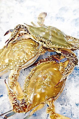 포토 JPG 주간 동물 음식 식재료 재료 세마리 근접촬영 사람없음 야외 아웃포커스 얼음 꽃게 게 신선 시장 해산물 날것 수산시장 국내포토 자연요소 뷰포인트 촬영기법 3 갑각류 파일형식