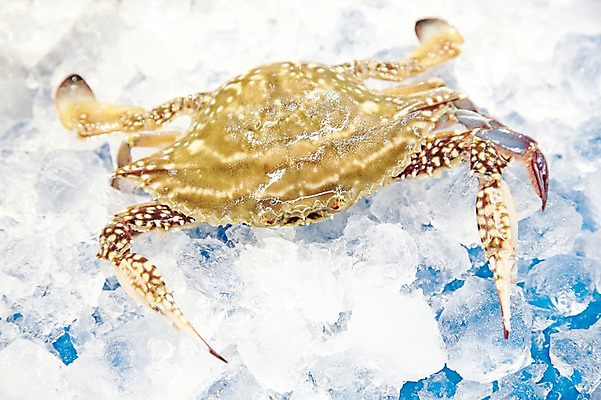 포토 JPG 주간 동물 한마리 음식 식재료 재료 근접촬영 사람없음 야외 아웃포커스 얼음 꽃게 게 신선 시장 해산물 날것 수산시장 국내포토 자연요소 1 뷰포인트 촬영기법 갑각류 파일형식