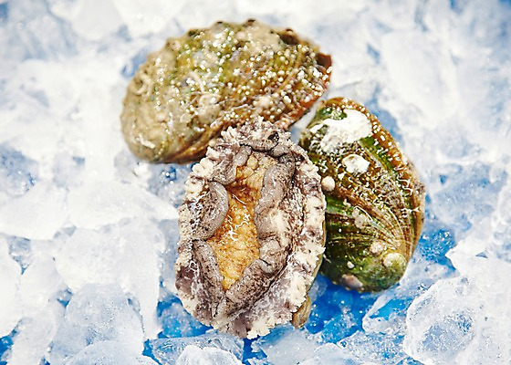 포토 JPG 주간 동물 음식 식재료 재료 어패류 근접촬영 사람없음 야외 아웃포커스 얼음 신선 시장 해산물 날것 전복 수산시장 국내포토 자연요소 뷰포인트 촬영기법 파일형식