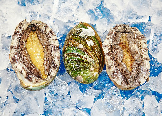 포토 JPG 주간 동물 음식 식재료 재료 어패류 근접촬영 사람없음 야외 아웃포커스 얼음 신선 시장 해산물 날것 전복 수산시장 국내포토 자연요소 뷰포인트 촬영기법 파일형식