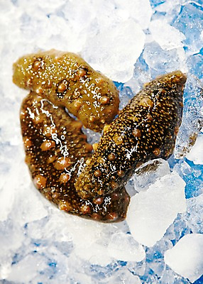 포토 JPG 주간 동물 음식 식재료 재료 근접촬영 사람없음 야외 아웃포커스 얼음 신선 시장 해산물 날것 수산시장 해삼 국내포토 자연요소 뷰포인트 촬영기법 파일형식