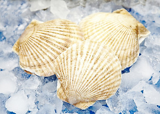 포토 JPG 주간 동물 음식 식재료 재료 조개 어패류 근접촬영 사람없음 야외 아웃포커스 얼음 신선 시장 해산물 날것 가리비 수산시장 국내포토 자연요소 뷰포인트 촬영기법 파일형식