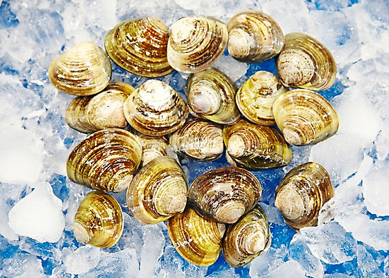 포토 JPG 주간 동물 음식 식재료 재료 조개 어패류 근접촬영 사람없음 야외 아웃포커스 얼음 신선 시장 해산물 날것 수산시장 국내포토 백합조개 자연요소 뷰포인트 촬영기법 파일형식