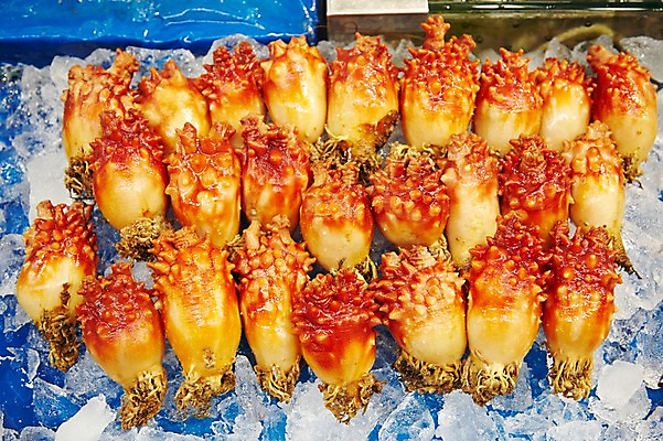 포토 JPG 주간 동물 음식 식재료 재료 사람없음 야외 얼음 여러개 전시 신선 시장 해산물 날것 수산시장 멍게 국내포토 자연요소 다수 바다동물 파일형식