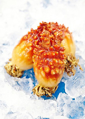 포토 JPG 주간 동물 음식 식재료 재료 근접촬영 사람없음 야외 아웃포커스 얼음 신선 세개 시장 해산물 날것 수산시장 멍게 국내포토 자연요소 뷰포인트 촬영기법 3 바다동물 파일형식