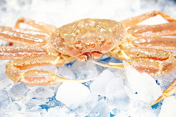 포토 JPG 주간 동물 한마리 음식 식재료 재료 근접촬영 사람없음 야외 아웃포커스 얼음 게 신선 시장 해산물 날것 수산시장 홍게 국내포토 자연요소 1 뷰포인트 촬영기법 갑각류 파일형식