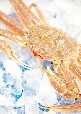 포토 JPG 주간 동물 한마리 음식 식재료 재료 근접촬영 사람없음 야외 아웃포커스 얼음 게 신선 시장 해산물 날것 수산시장 홍게 국내포토 자연요소 1 뷰포인트 촬영기법 갑각류 파일형식