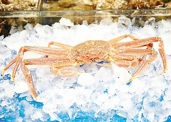 포토 JPG 주간 동물 한마리 음식 식재료 재료 근접촬영 사람없음 야외 아웃포커스 얼음 게 신선 시장 해산물 날것 수산시장 홍게 국내포토 자연요소 1 뷰포인트 촬영기법 갑각류 파일형식