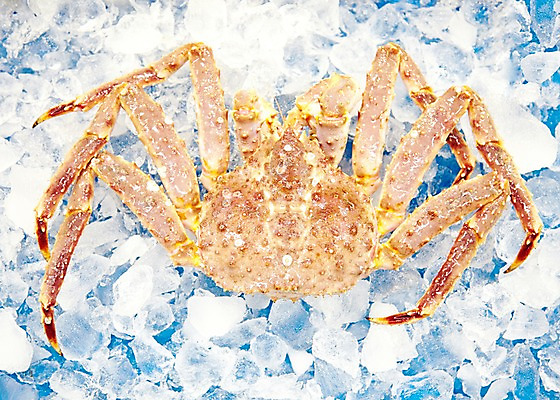 포토 JPG 주간 동물 한마리 음식 식재료 재료 근접촬영 사람없음 야외 아웃포커스 얼음 게 신선 시장 해산물 날것 수산시장 킹크랩 대게 국내포토 자연요소 1 뷰포인트 촬영기법 갑각류 파일형식