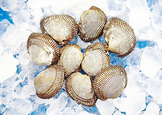 포토 JPG 주간 동물 음식 식재료 재료 조개 어패류 근접촬영 사람없음 야외 아웃포커스 얼음 여러개 신선 시장 해산물 날것 수산시장 꼬막 제철 제철음식 국내포토 자연요소 뷰포인트 다수 촬영기법 파일형식