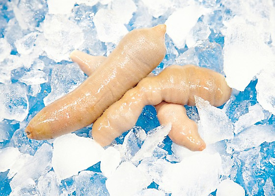 포토 JPG 주간 식재료 재료 근접촬영 사람없음 야외 얼음 신선 해산물 날것 수산시장 개불 국내포토 자연요소 뷰포인트 시장 해물 파일형식