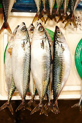 포토 JPG 주간 식재료 재료 근접촬영 사람없음 야외 아웃포커스 쌓기 바구니 얼음 여러개 전시 신선 해산물 날것 고등어 수산시장 국내포토 자연요소 뷰포인트 다수 모션 촬영기법 어류 시장 파일형식