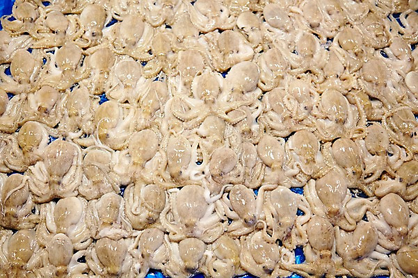 포토 JPG 주간 여러마리 식재료 재료 사람없음 야외 쌓기 얼음 신선 가득함 해산물 날것 수산시장 주꾸미 제철음식 국내포토 자연요소 음식 다수 모션 연체동물 수중동물 시장 제철 파일형식