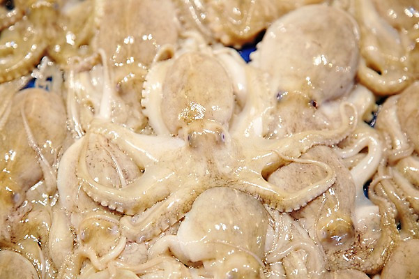 포토 JPG 주간 여러마리 식재료 재료 근접촬영 사람없음 야외 아웃포커스 쌓기 신선 가득함 해산물 날것 수산시장 주꾸미 제철음식 국내포토 자연요소 음식 뷰포인트 다수 모션 연체동물 촬영기법 수중동물 시장 제철 파일형식