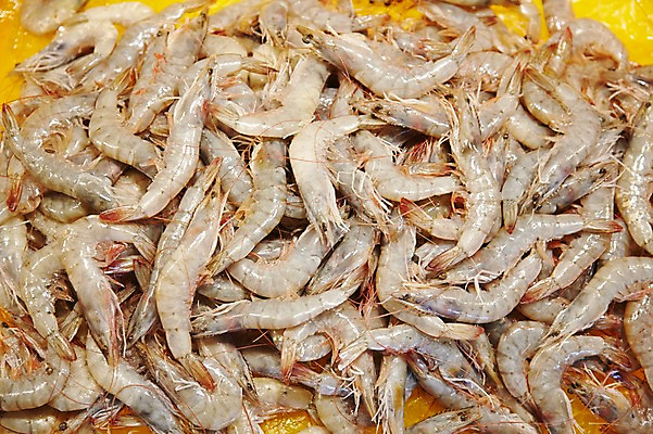 포토 JPG 주간 여러마리 식재료 재료 새우 근접촬영 사람없음 야외 쌓기 얼음 신선 해산물 날것 수산시장 생새우 국내포토 자연요소 뷰포인트 다수 모션 어패류 갑각류 시장 파일형식