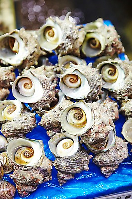 포토 JPG 주간 동물 음식 식재료 재료 어패류 근접촬영 사람없음 야외 아웃포커스 얼음 여러개 신선 시장 소라 해산물 날것 수산시장 국내포토 자연요소 뷰포인트 다수 촬영기법 파일형식