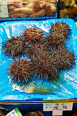 포토 JPG 주간 동물 음식 식재료 재료 어패류 근접촬영 사람없음 야외 아웃포커스 얼음 여러개 신선 시장 해산물 날것 수산시장 성게 국내포토 자연요소 뷰포인트 다수 극피동물 촬영기법 파일형식