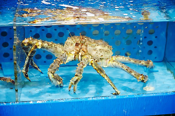 포토 JPG 주간 동물 한마리 음식 식재료 재료 통 사람없음 야외 물 얼음 게 신선 시장 해산물 날것 수족관 수산시장 킹크랩 대게 국내포토 자연요소 1 갑각류 파일형식