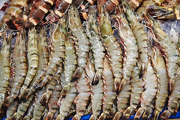 포토 JPG 주간 여러마리 식재료 재료 새우 사람없음 야외 쌓기 얼음 전시 신선 가득함 해산물 날것 수산시장 생새우 국내포토 자연요소 다수 모션 어패류 갑각류 시장 파일형식