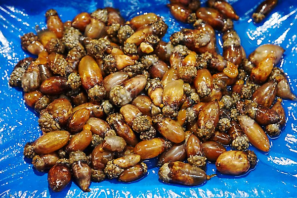 포토 JPG 주간 동물 음식 식재료 재료 근접촬영 사람없음 야외 아웃포커스 쌓기 얼음 여러개 신선 시장 해산물 날것 수산시장 미더덕 국내포토 자연요소 뷰포인트 다수 모션 촬영기법 수중동물 파일형식