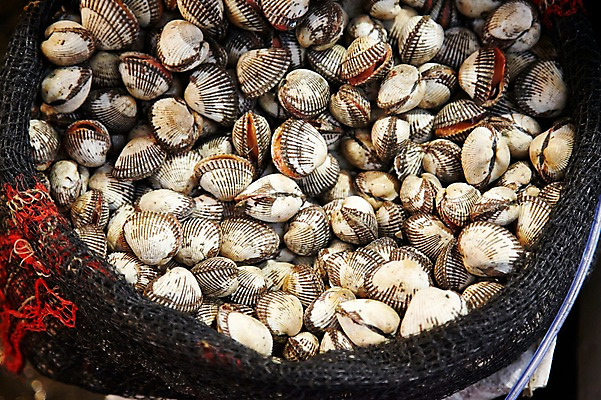 포토 JPG 주간 동물 음식 식재료 재료 어패류 통 근접촬영 사람없음 야외 아웃포커스 쌓기 얼음 여러개 신선 그물 시장 해산물 날것 수산시장 꼬막 제철 제철음식 국내포토 자연요소 뷰포인트 다수 모션 촬영기법 파일형식